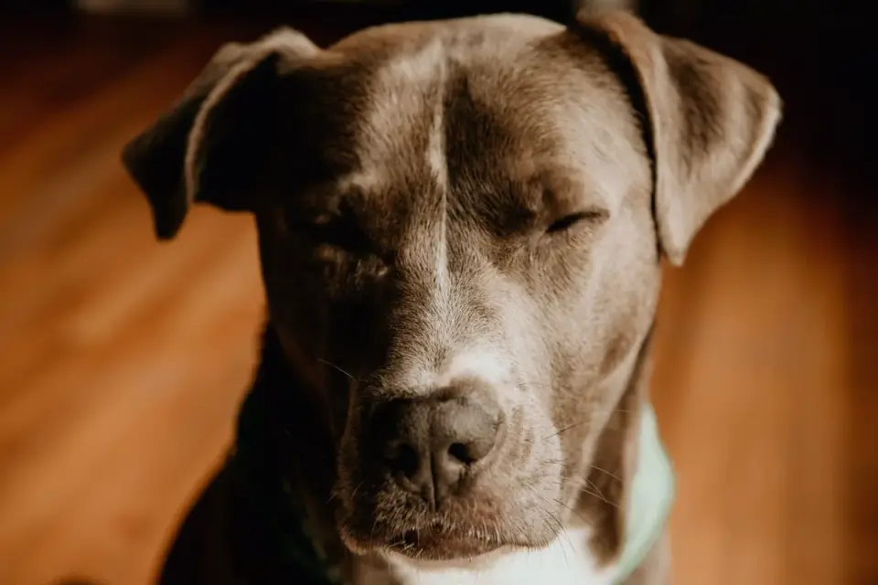 Dog sleeping in sunlight