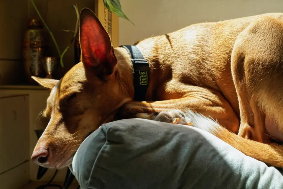 Dog sleeping in sunlight