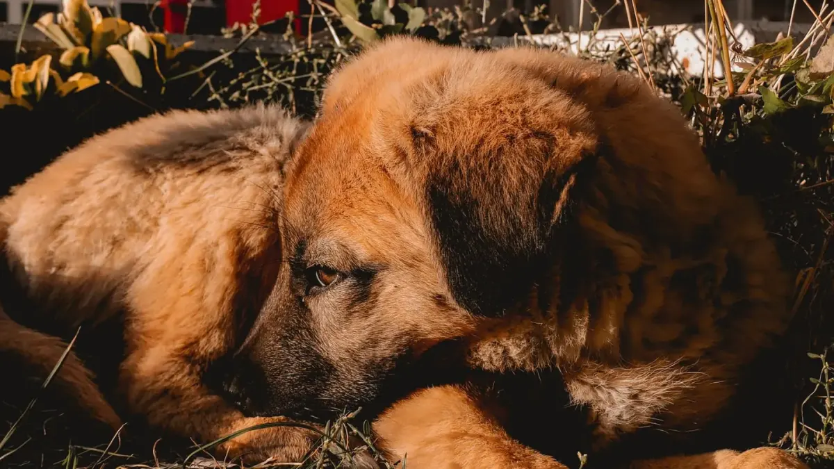 Dog sleeping in sunlight