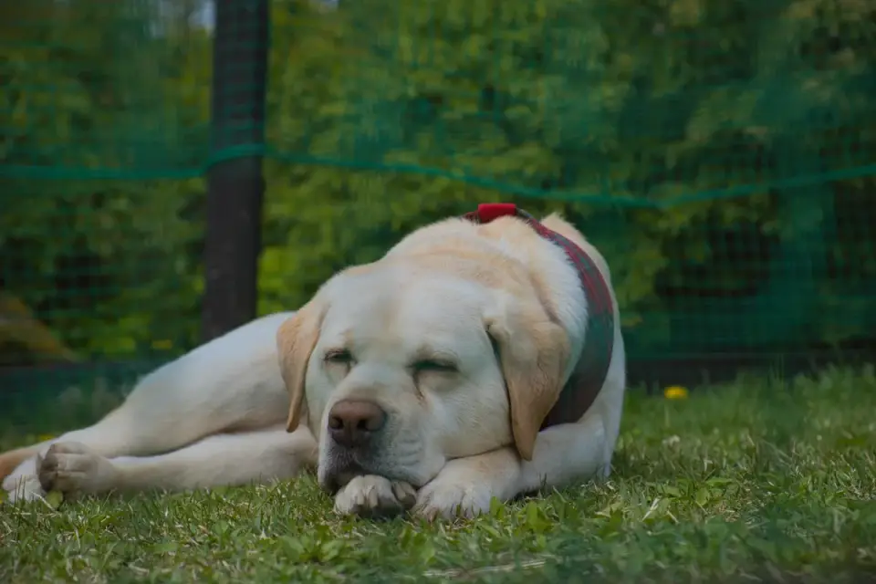 Dog sleeping in sunlight