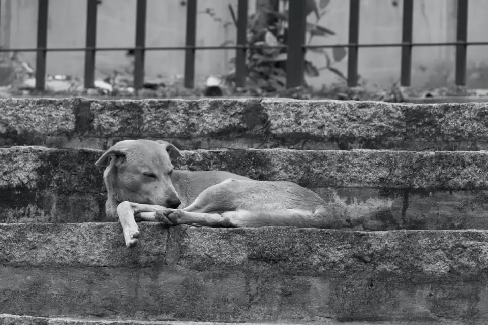 Dog sleeping in sunlight