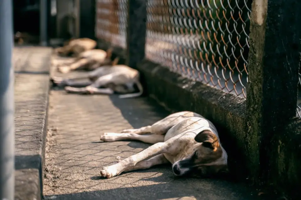 Dog sleeping in sunlight