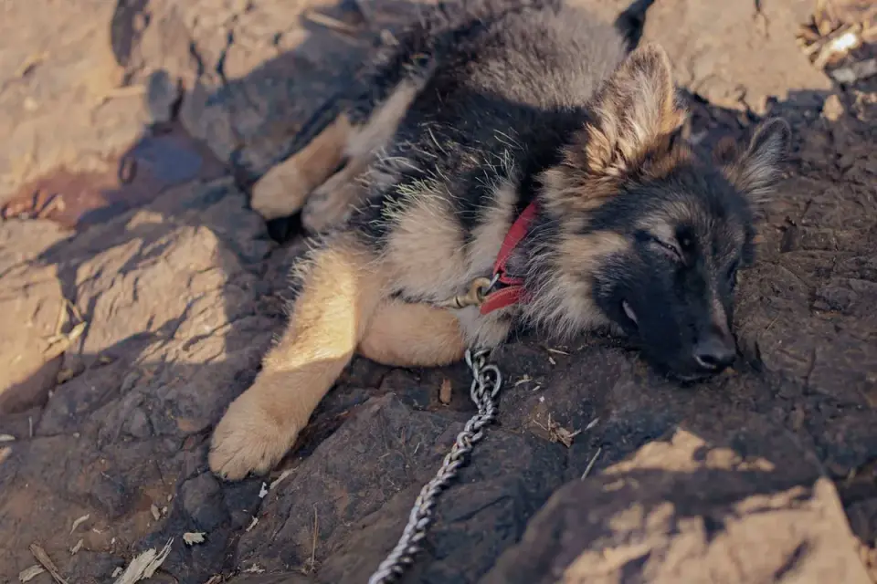 Dog sleeping in sunlight
