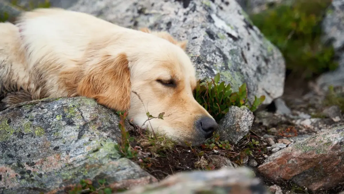 Dog sleeping in sunlight