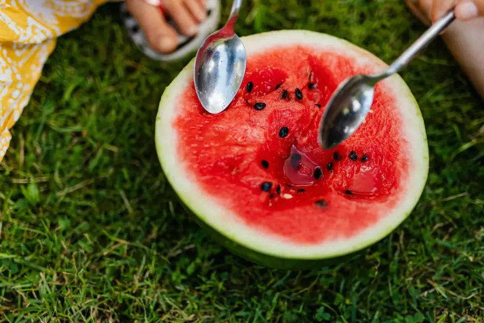 Dog sniffing a discarded watermelon rind on grass at an outdoor gathering