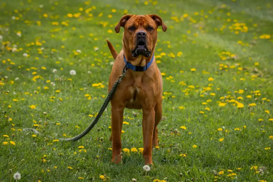Dog standing stiffly with ears forward and a hard stare, leash taut