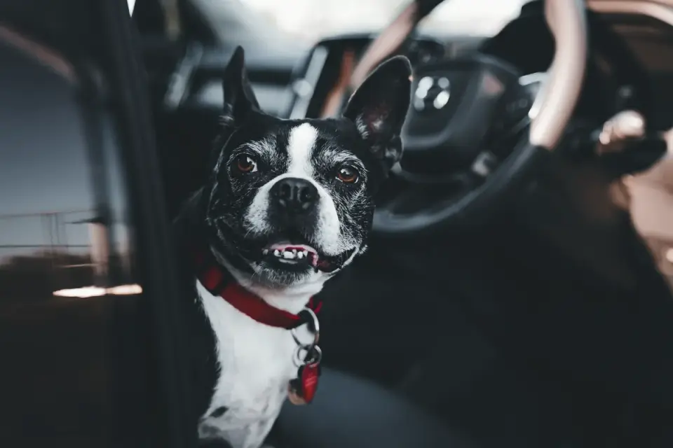 Dog standing stiffly with mouth open, hesitant to enter an open car door