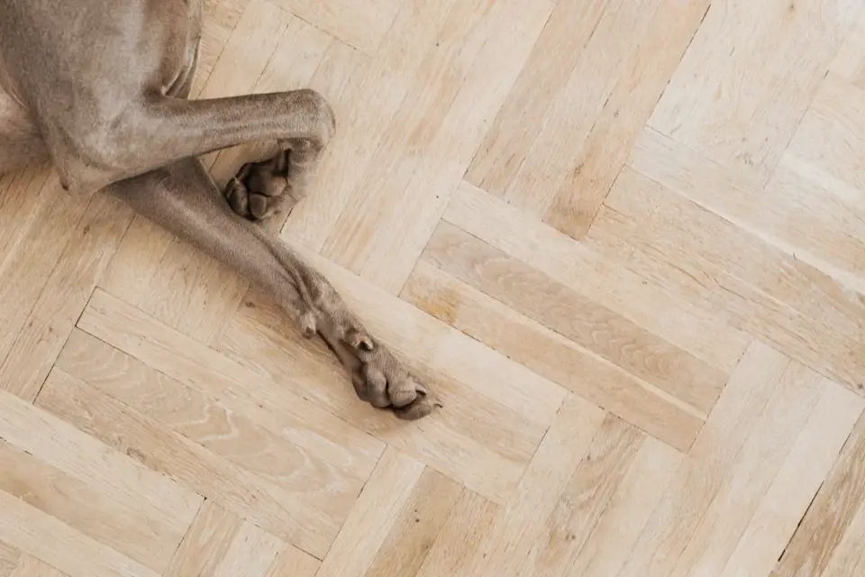 Dog standing up