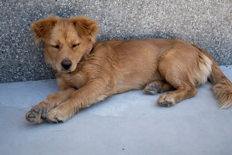 Dog standing up
