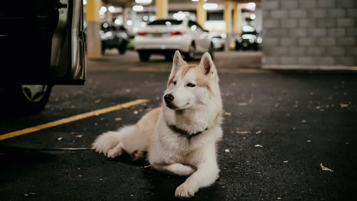 Dog standing up