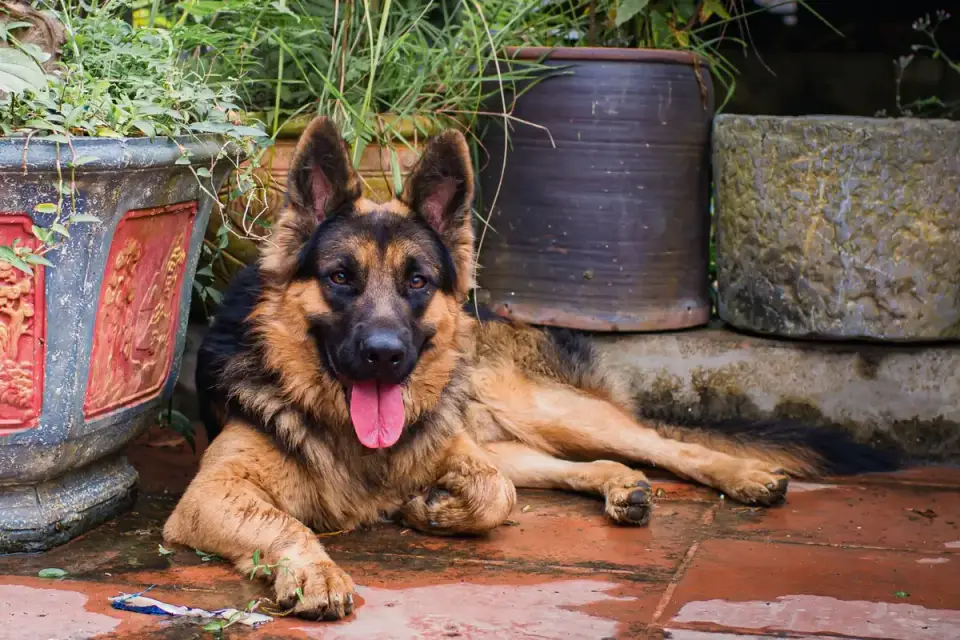 Dog standing up