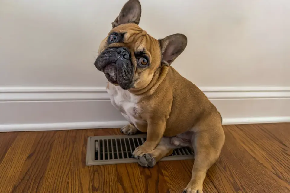 Dog standing up