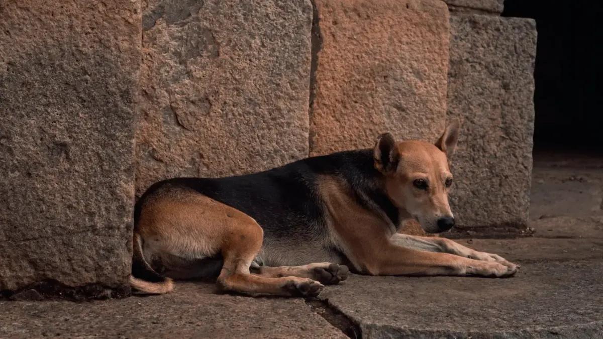 Dog standing up