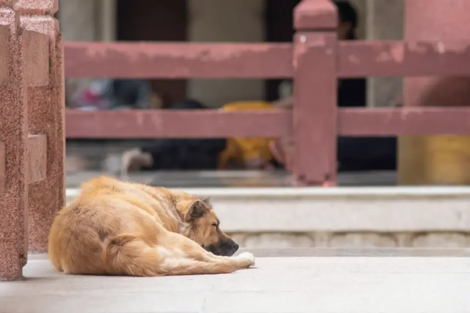 Dog stretching indoors