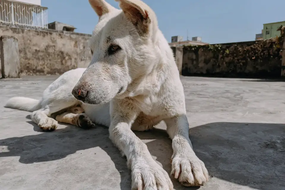 Dog stretching indoors