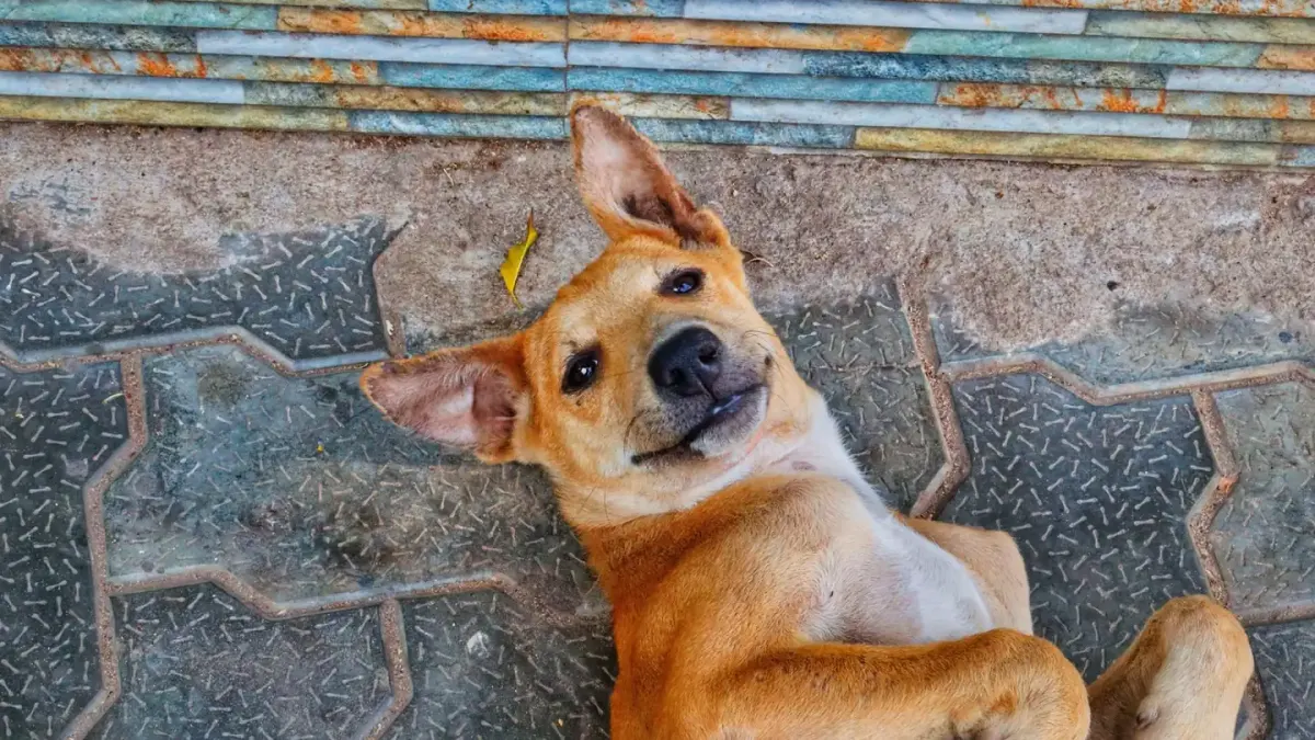 Dog stretching indoors
