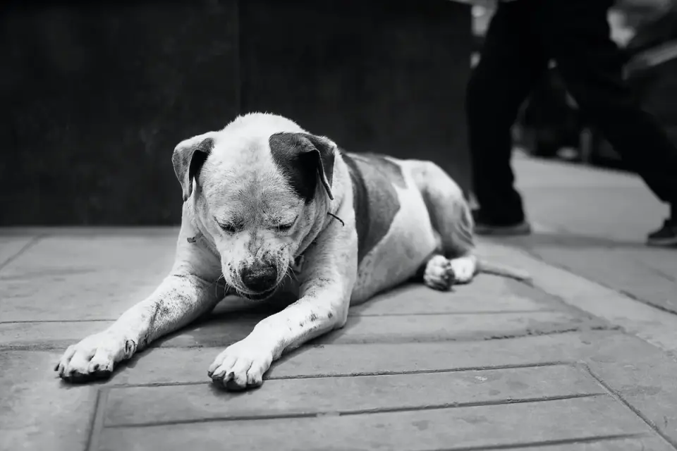 Dog stretching indoors