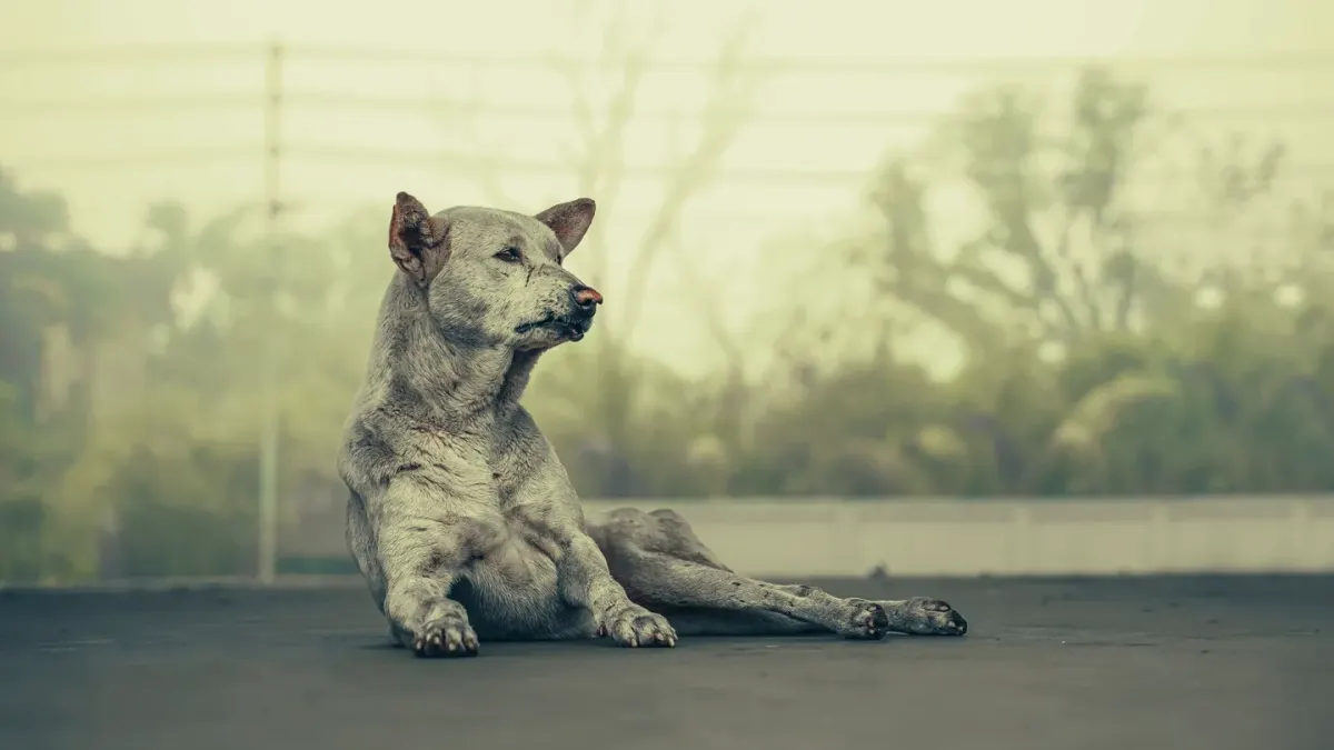 Dog stretching indoors