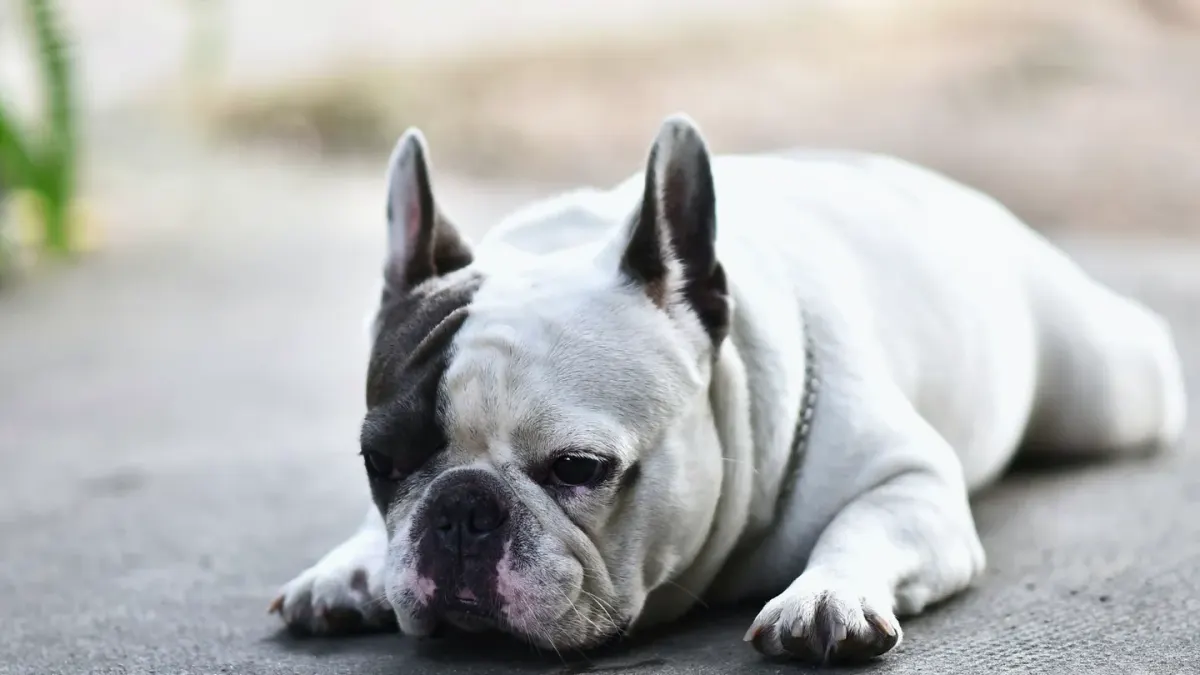 Dog stretching indoors