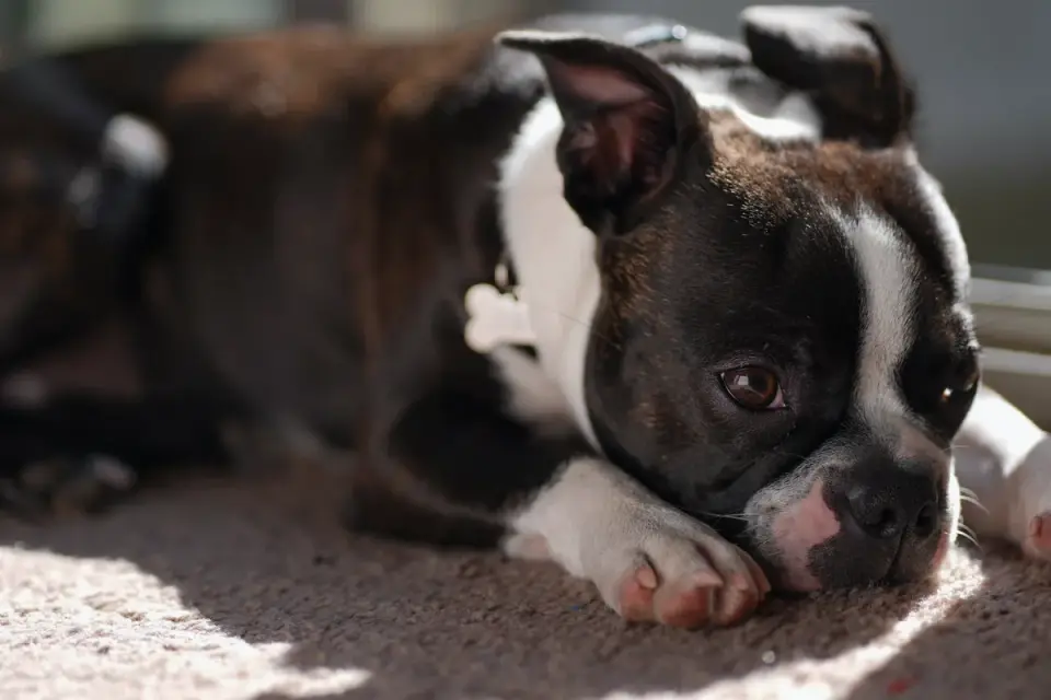 Dog stretching indoors