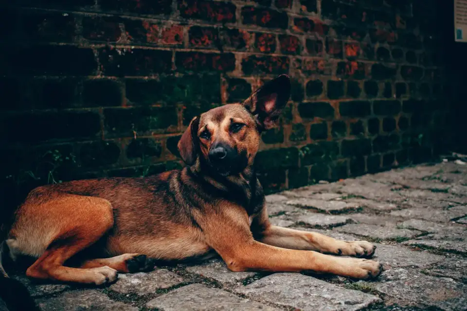 Dog stretching indoors
