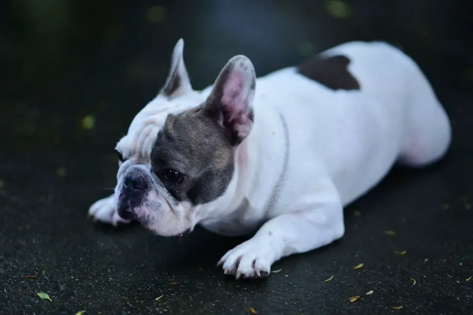 Dog stretching indoors
