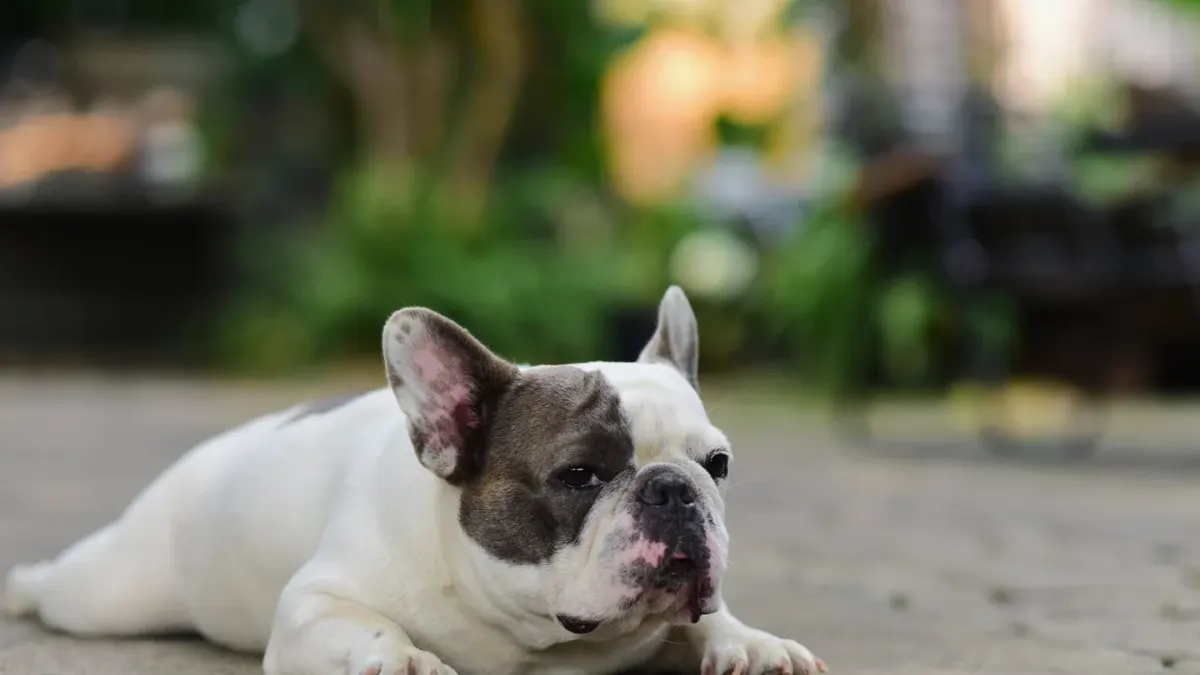 Dog stretching indoors