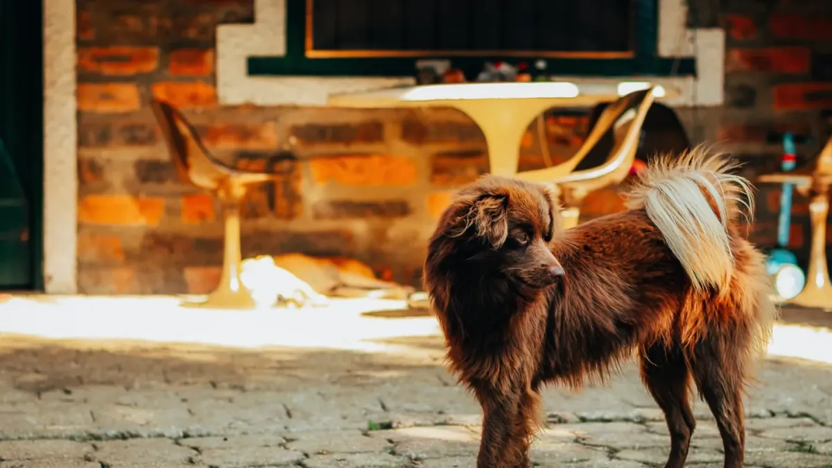 Dog stretching indoors