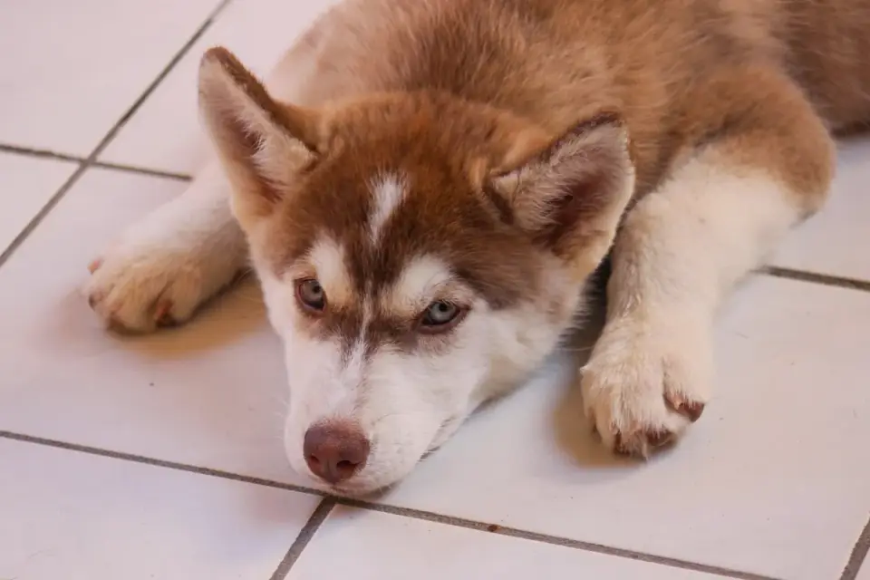 Dog stretching indoors