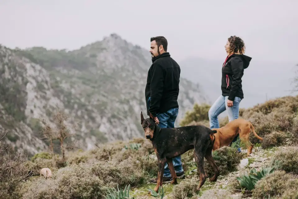 Dog traveling with an owner