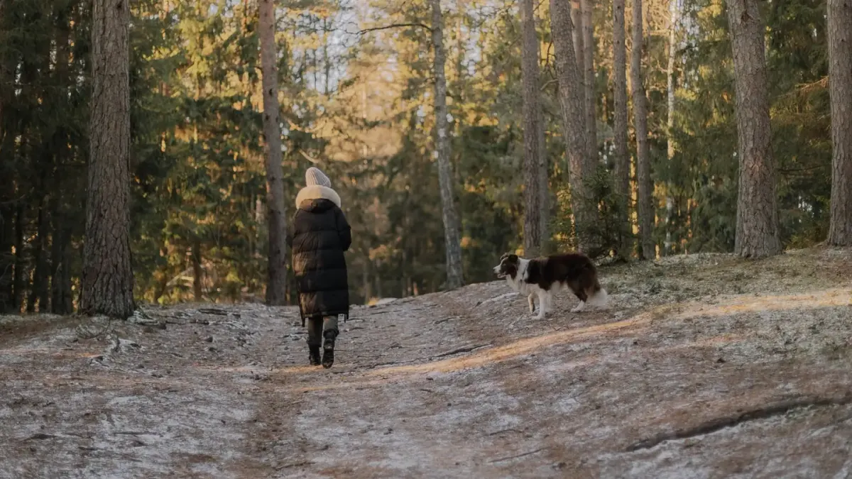 Dog traveling with an owner