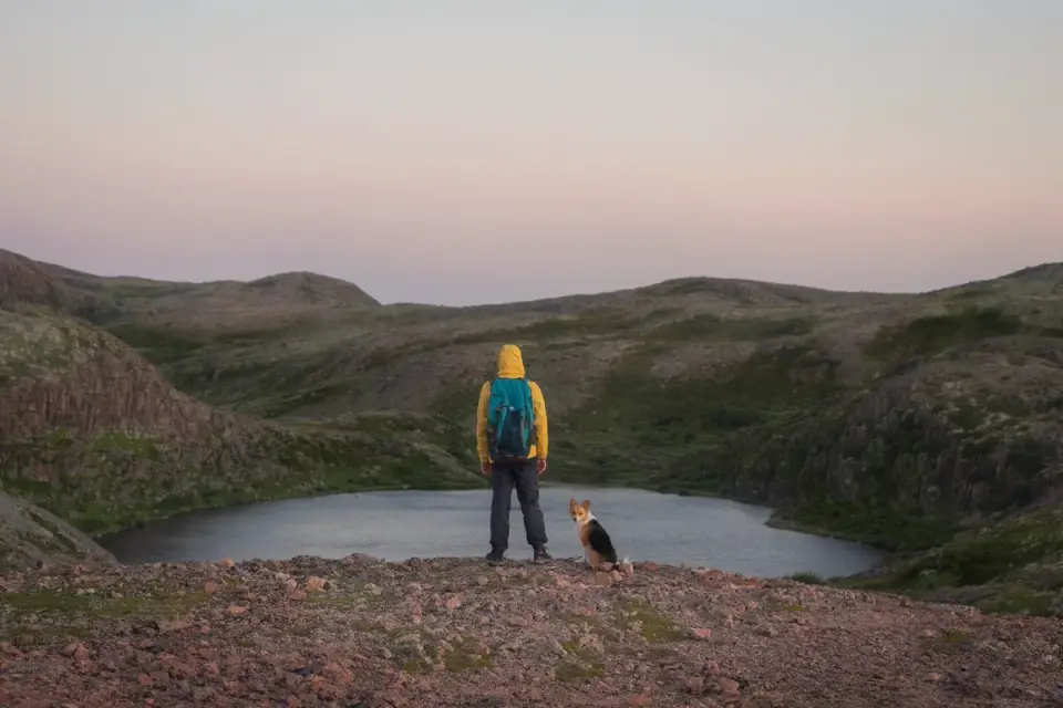 Dog traveling with an owner