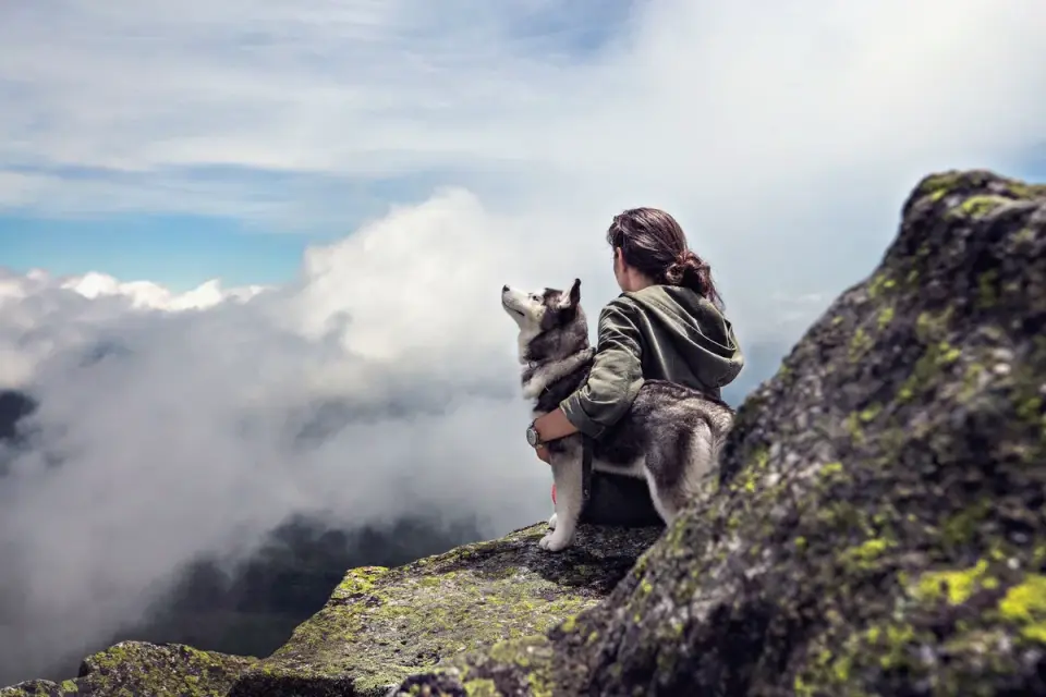 Dog traveling with an owner