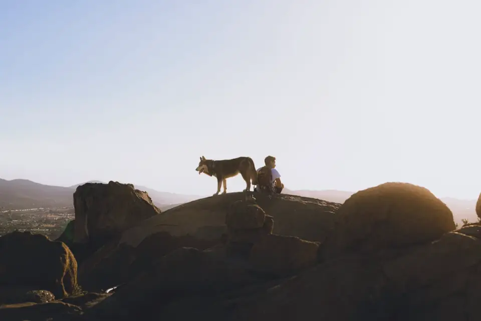 Dog traveling with an owner