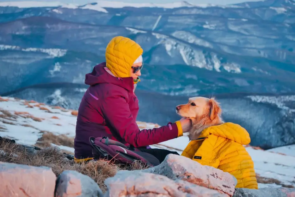 Dog traveling with an owner