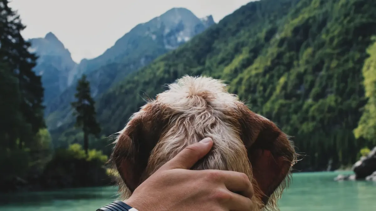Dog traveling with an owner