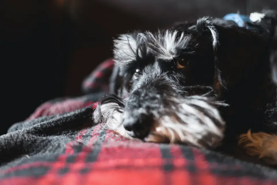 Dog under furniture