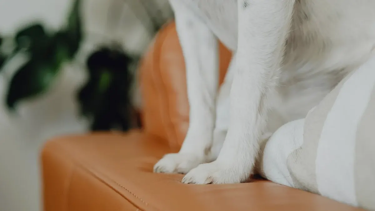 Dog under furniture