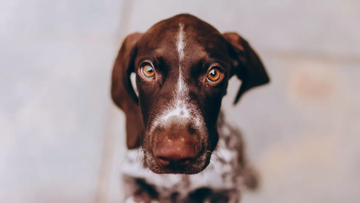 Dog waiting beside a bowl