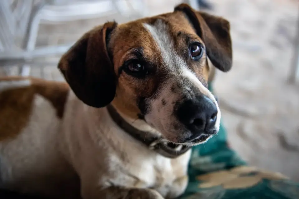 Dog waiting beside a bowl