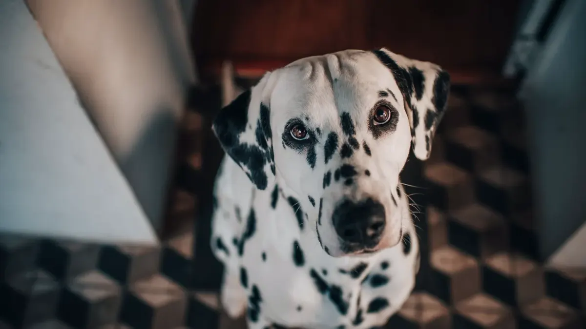 Dog waiting beside a bowl