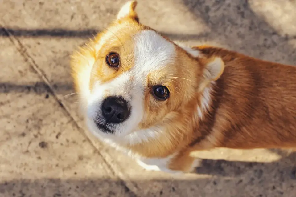 Dog waiting beside a bowl