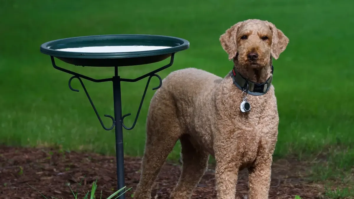 Dog waiting beside a bowl