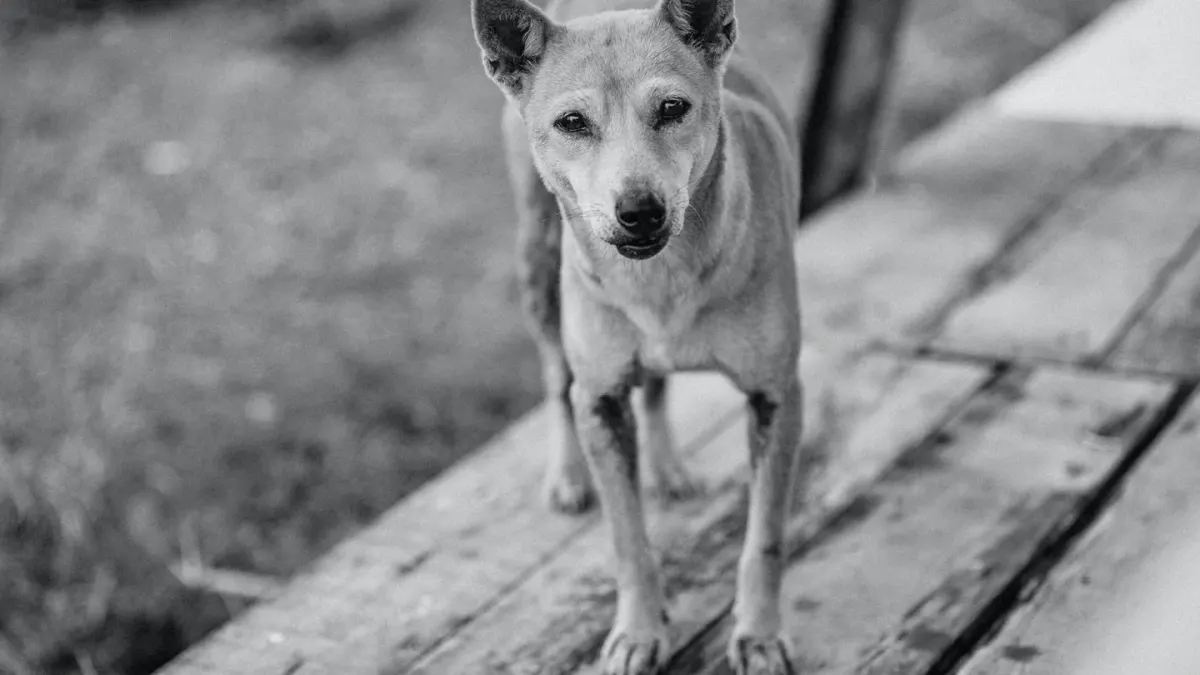 Dog waiting beside a bowl