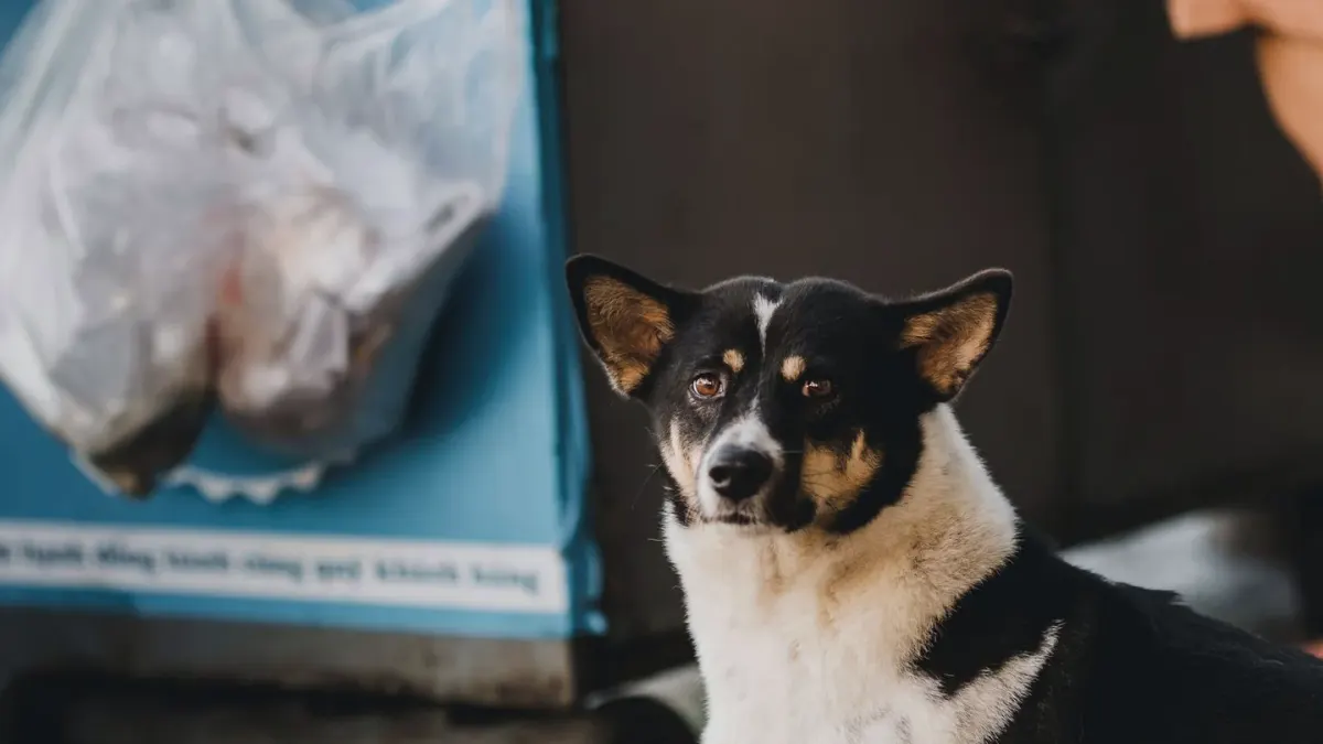 Dog waiting beside a bowl