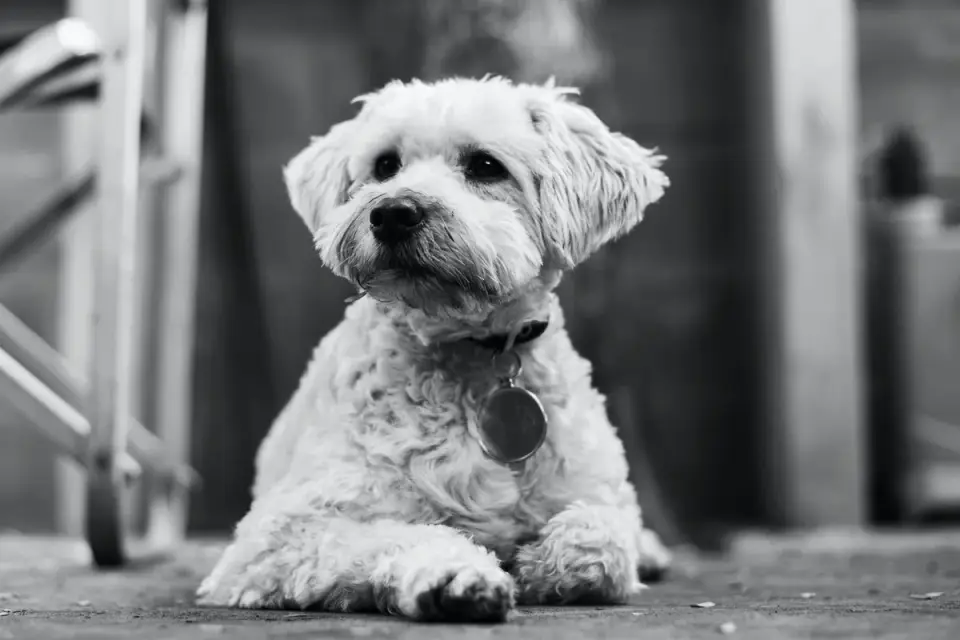 Dog waiting beside a bowl
