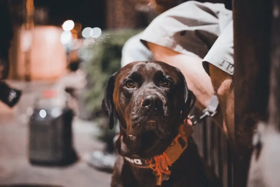Dog waiting beside a bowl