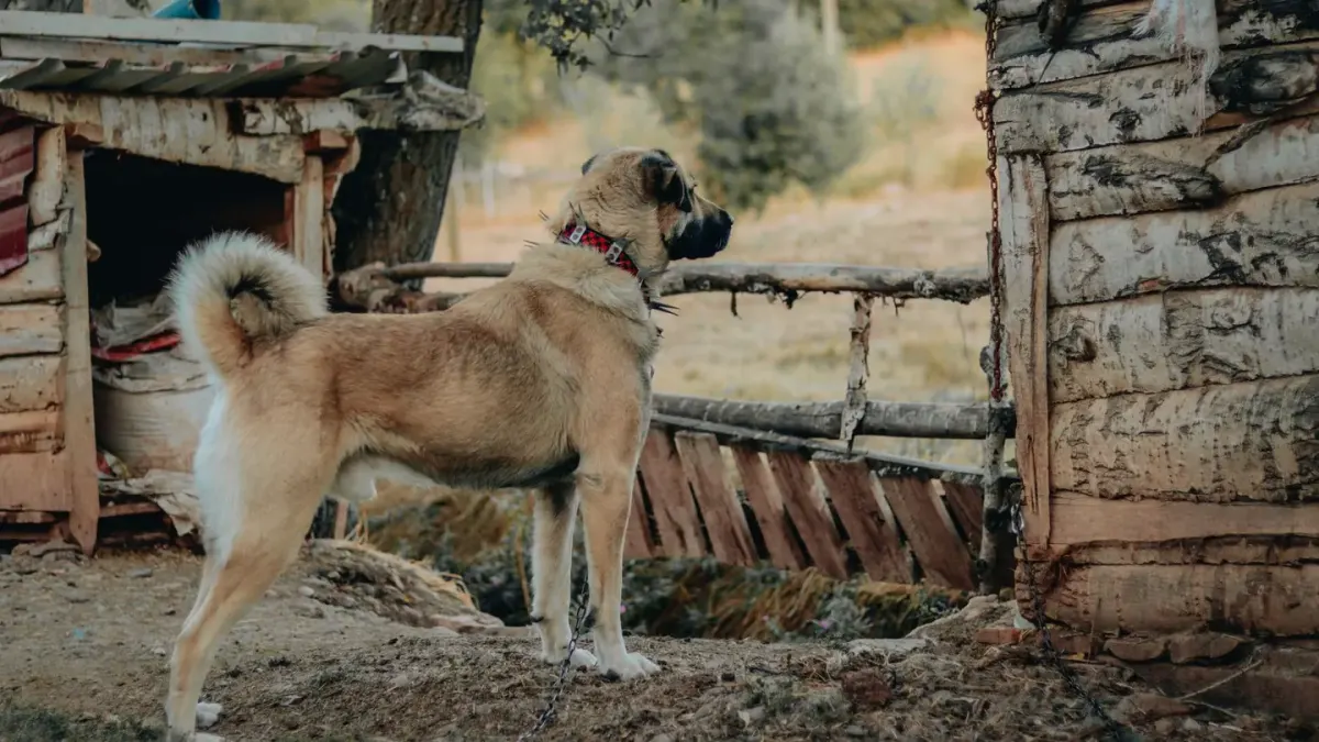 Dog waiting beside a bowl