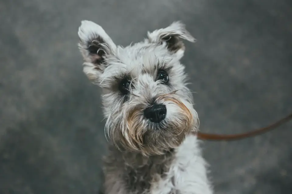 Dog waiting beside a bowl