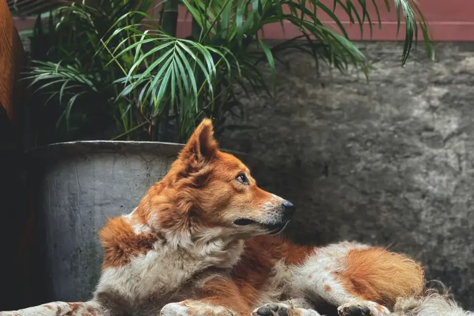 Dog waiting beside a bowl